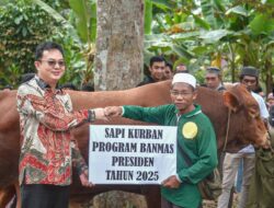 Bupati Bangka Barat Serahkan Sapi Kurban Banmas dari Presiden RI