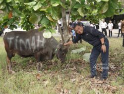 Pererat Silaturahmi, PT Timah Tebar Ratusan Hewan Kurban di Empat Provinsi