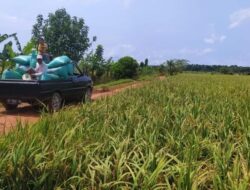 Kisruh Dana Oplah Diduga Disunat, Petani di Desa Rias Minta Transparansi Terkait Potongan Rp25 Ribu Per Petak Sawah