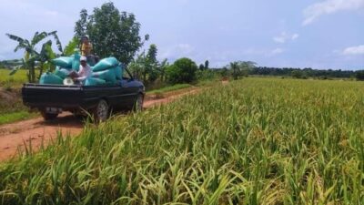 Kisruh Dana Oplah Diduga Disunat, Petani di Desa Rias Minta Transparansi Terkait Potongan Rp25 Ribu Per Petak Sawah