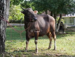 Merawat Kebersamaan Lewat Kurban, PT Timah Bakal Sebarkan Ratusan Hewan Kurban Pada Idul Adha Tahun Ini