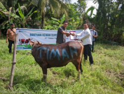 PT Timah Distribusikan Hewan Kurban ke Pulau dan Desa Terpencil, Berbagi Kebahagiaan dengan Masyarakat di Kabupaten Kepulauan Meranti