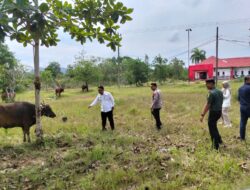 Iduladha 1446 Hijriah, Pemkab Basel Berhasil Kumpulkan 75 Sapi Kurban 