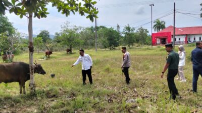 Iduladha 1446 Hijriah, Pemkab Basel Berhasil Kumpulkan 75 Sapi Kurban 