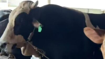 Berbobot Hampir 1 Ton, Bangka Tengah Terima Sapi Kurban dari Presiden Prabowo Subianto