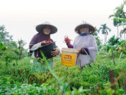 Dari Desa untuk Bangsa, PT Timah Dukung Kemandirian Ekonomi Masyarakat Lewat Pemberdayaan Potensi Lokal