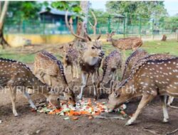 Lindungi Satwa Endemik, PT Timah Laksanakan Program Kehati Hingga Pusat Penyelamatan Satwa