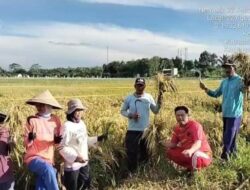 Kepala Desa Namang Zaiwan Ajak Warga Bangka Tengah Beli Beras Lokal