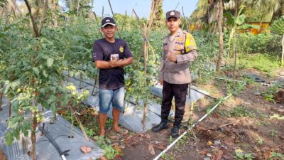 Cerita Brigadir Kateran Ajak Warga Binaannya Manfaatkan Lahan Tidur, Kini Sukses Panen Ratusan Kilogram Tomat