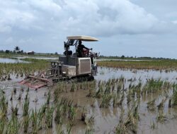 Brigade Pangan Marsudi Tani Gaspol IP 300, Petani Sawah Rias Siap Wujudkan Swasembada Pangan di Babel