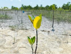 Mangrove Jadi Benteng Pesisir, PT Timah Tanam Ribuan Bibit Lewat Program TJSL