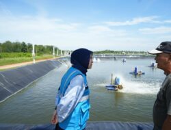 Perkuat Kelistrikan Sektor Perikanan, PLN Babel Pastikan Pasokan Andal bagi Tambak Udang dan Industri Penopang Ekonomi Daerah