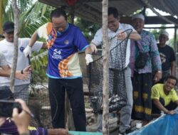 Pemkab Bateng Bersama Pokdakan BLA Gelar Panen Ikan Nila di Desa Terentang III