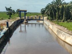 Bendungan Sungai Pumpung Diduga Tercemar Limbah Tambang, Lahan Sawah Terimbas
