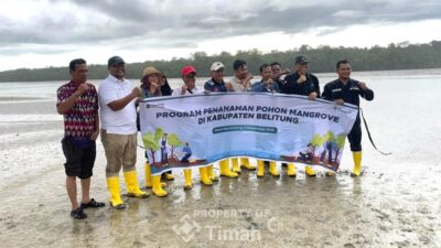 PT TIMAH Tbk Tanam Mangrove di Belitung, Perkuat Ketahanan Pesisir dan Ekonomi Masyarakat