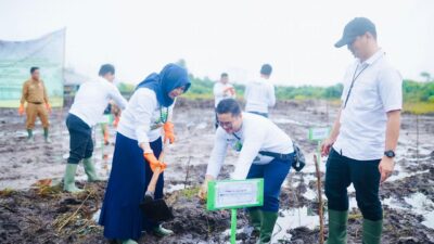 Dukung Energi Bersih, PLN UIW Babel Tanam 10.000 Bibit Pohon Kaliandra melalui Program TJSL di Belitung Timur