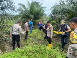 Polres Bangka Tengah Identifikasi Temuan Tengkorak Manusia di Perkebunan Sawit Namang
