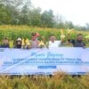 Dukung Pemberdayaan Masyarakat, PT TIMAH Kembangkan Pertanian Jagung di Lahan Pascatambang Bersama Kelompok Tani di Belitung