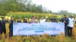 Dukung Pemberdayaan Masyarakat, PT TIMAH Kembangkan Pertanian Jagung di Lahan Pascatambang Bersama Kelompok Tani di Belitung