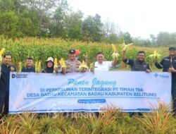 Dukung Pemberdayaan Masyarakat, PT TIMAH Kembangkan Pertanian Jagung di Lahan Pascatambang Bersama Kelompok Tani di Belitung