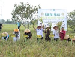 Panen Raya Program Jaksa Mandiri Pangan, Gubernur Hidayat Arsani Dorong Babel Perkuat Ketahanan Pangan