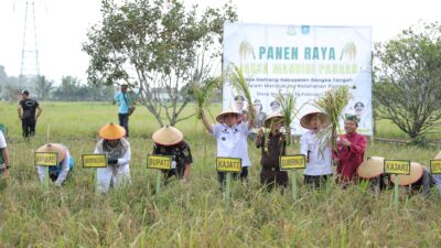 Panen Raya Program Jaksa Mandiri Pangan, Gubernur Hidayat Arsani Dorong Babel Perkuat Ketahanan Pangan