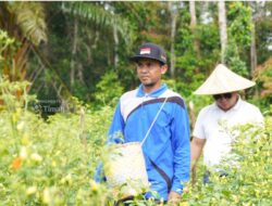 Sinergi untuk Wujudkan Ketahanan Pangan, PT TIMAH Optimalkan Potensi Pertanian Lokal dengan Lakukan Hal Ini