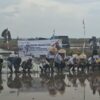 Percepat LTT Padi, BBPMP Babel dan Pemkab Basel Gelar Gerakan Tanam Bersama di Sawah Desa Rias