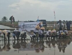 Percepat LTT Padi, BBPMP Babel dan Pemkab Basel Gelar Gerakan Tanam Bersama di Sawah Desa Rias